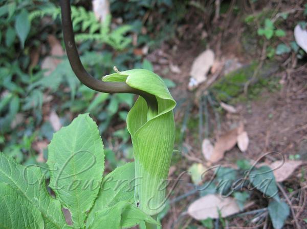 Whipcord Cobra Lily
